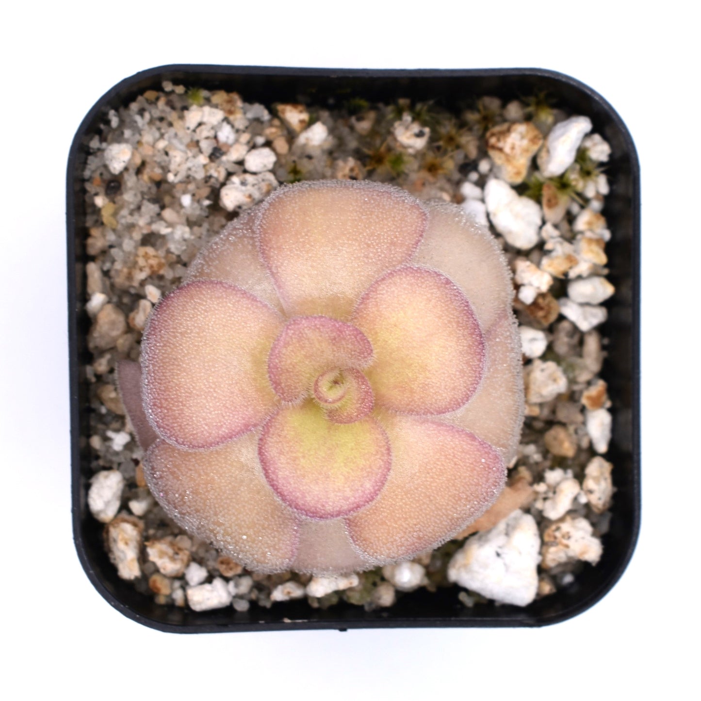 Pinguicula agnata 'El Lobo'