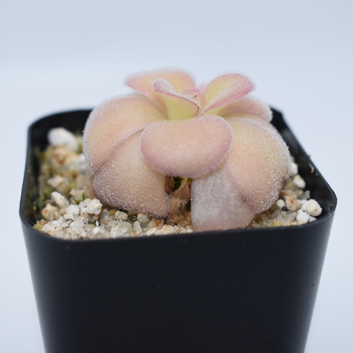 Pinguicula agnata 'El Lobo'