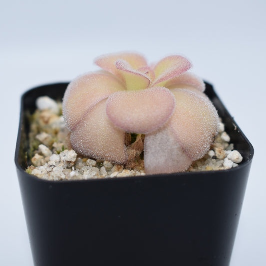 Pinguicula agnata 'El Lobo'