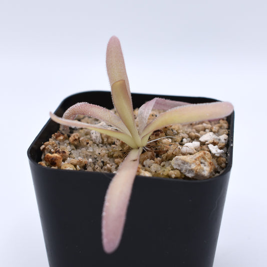 Pinguicula 'aphrodite'