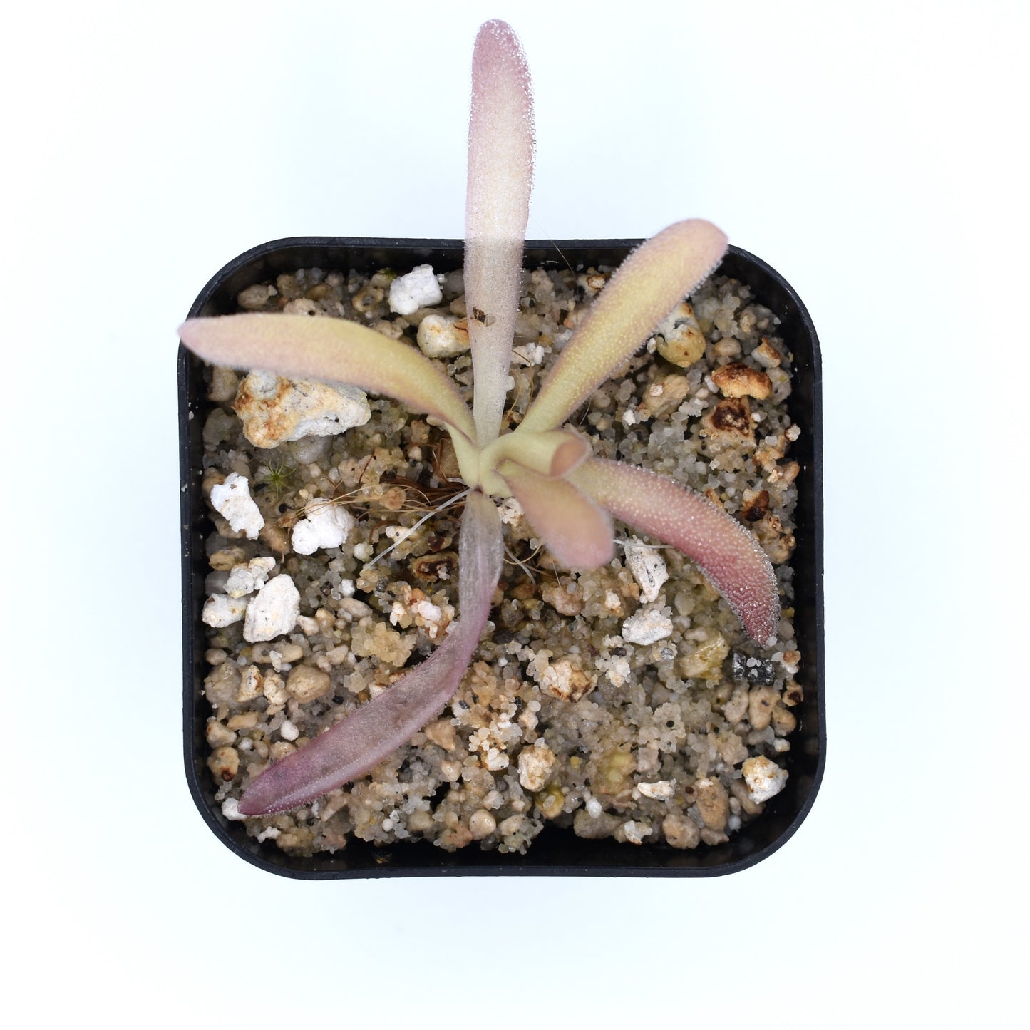 Pinguicula 'aphrodite'