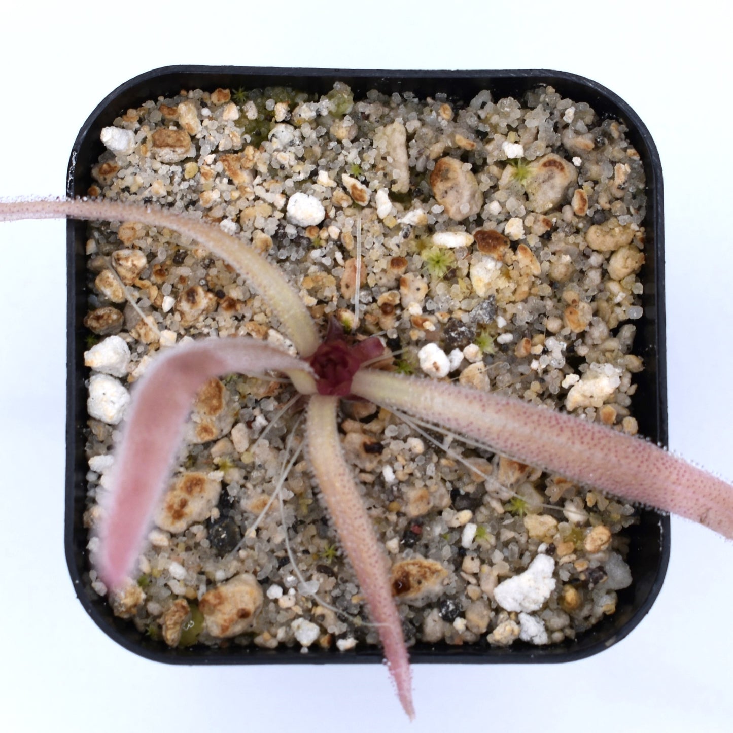 Pinguicula calderoniae