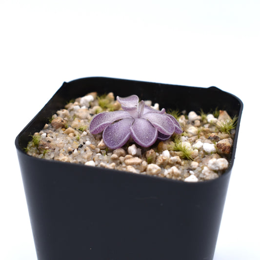 Pinguicula cyclosecta