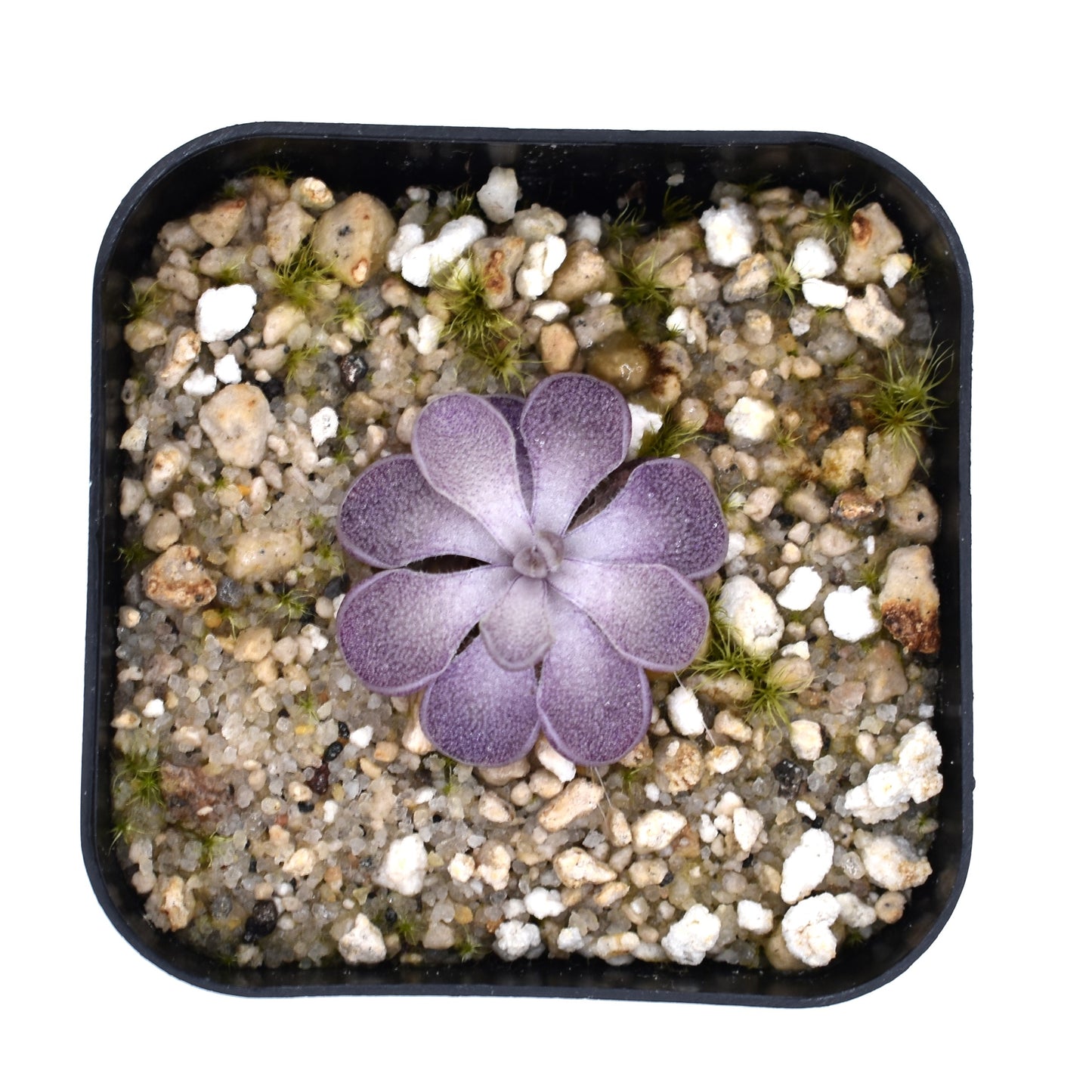 Pinguicula cyclosecta