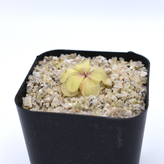 Pinguicula emarginata