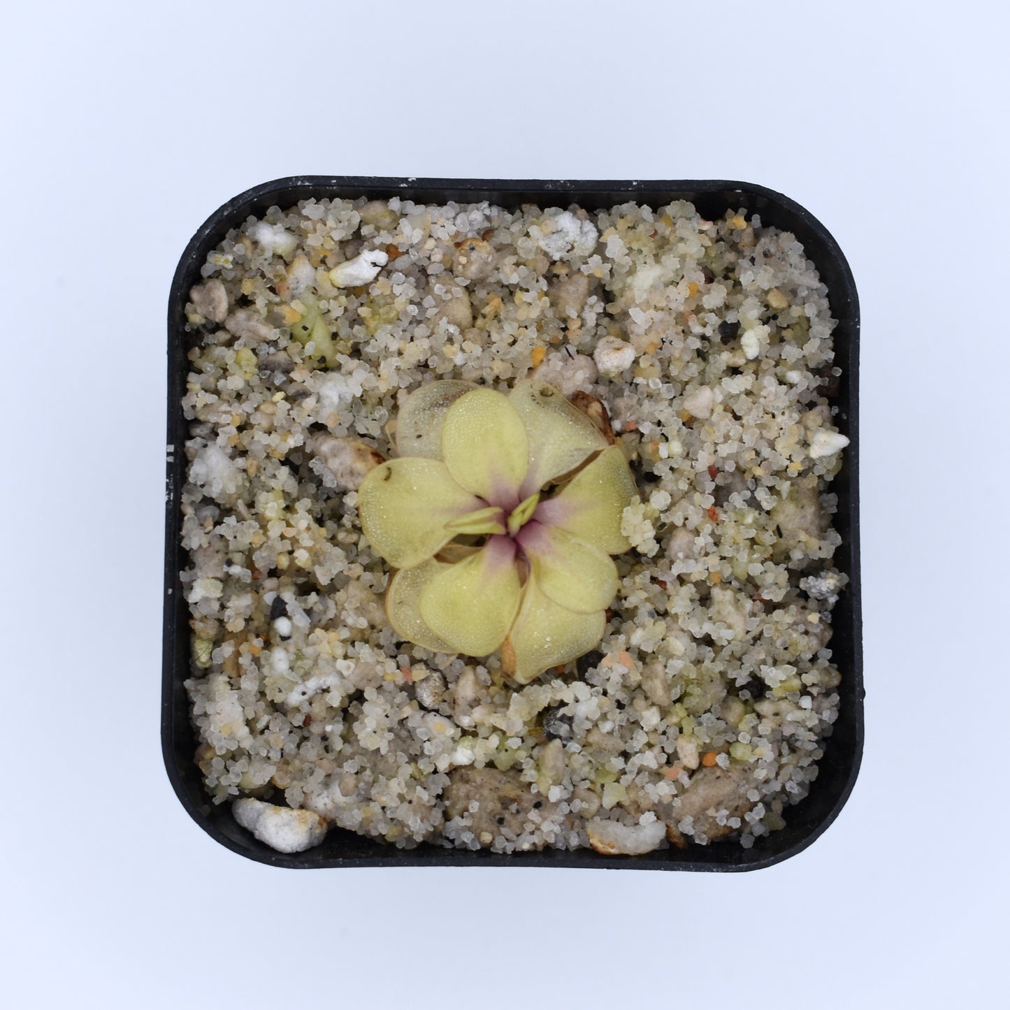 Pinguicula emarginata