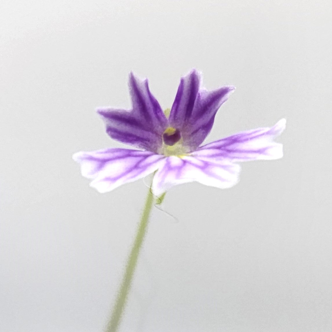 Pinguicula emarginata