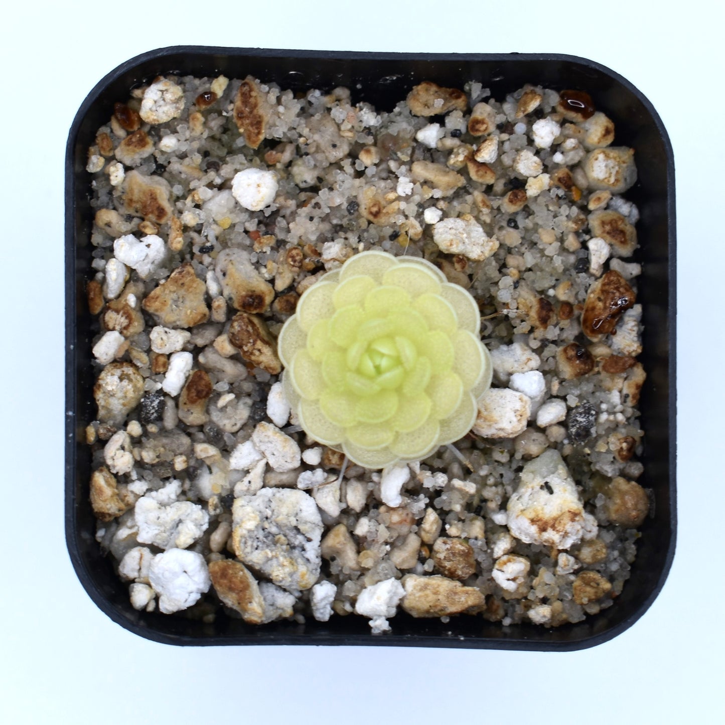 Pinguicula esseriana