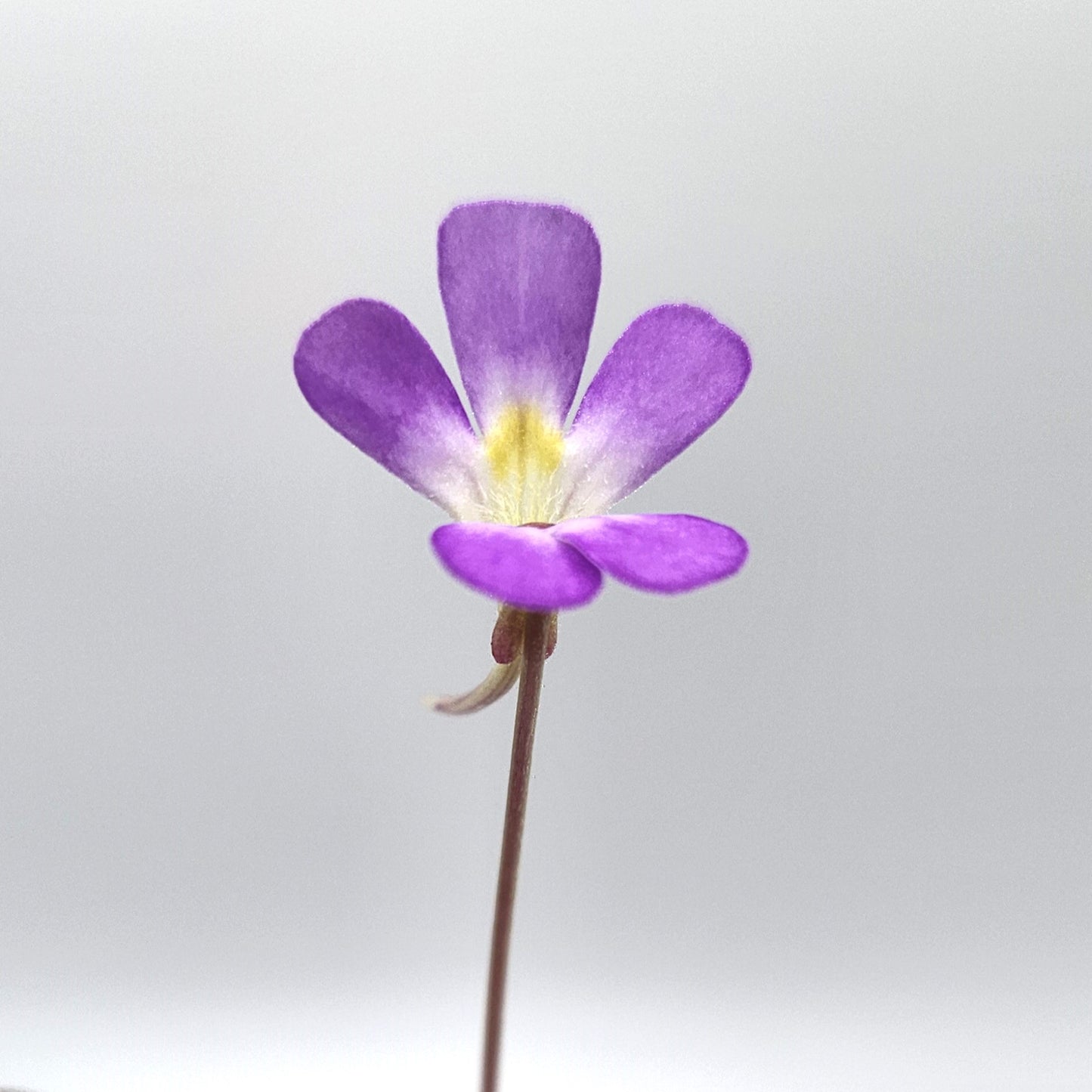 Pinguicula esseriana