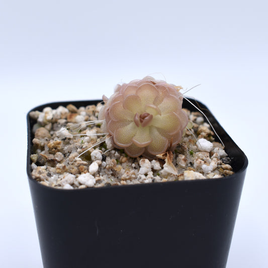 Pinguicula gracilis