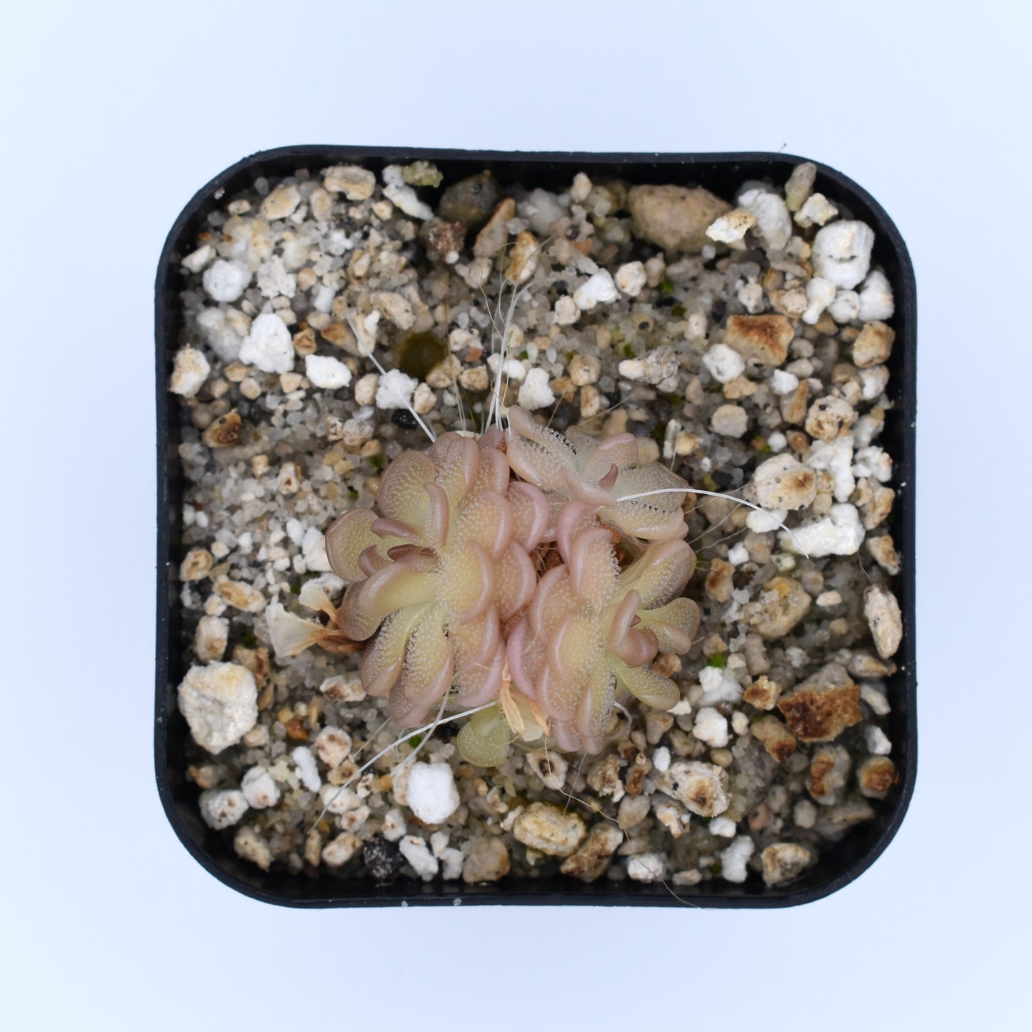 Pinguicula gracilis