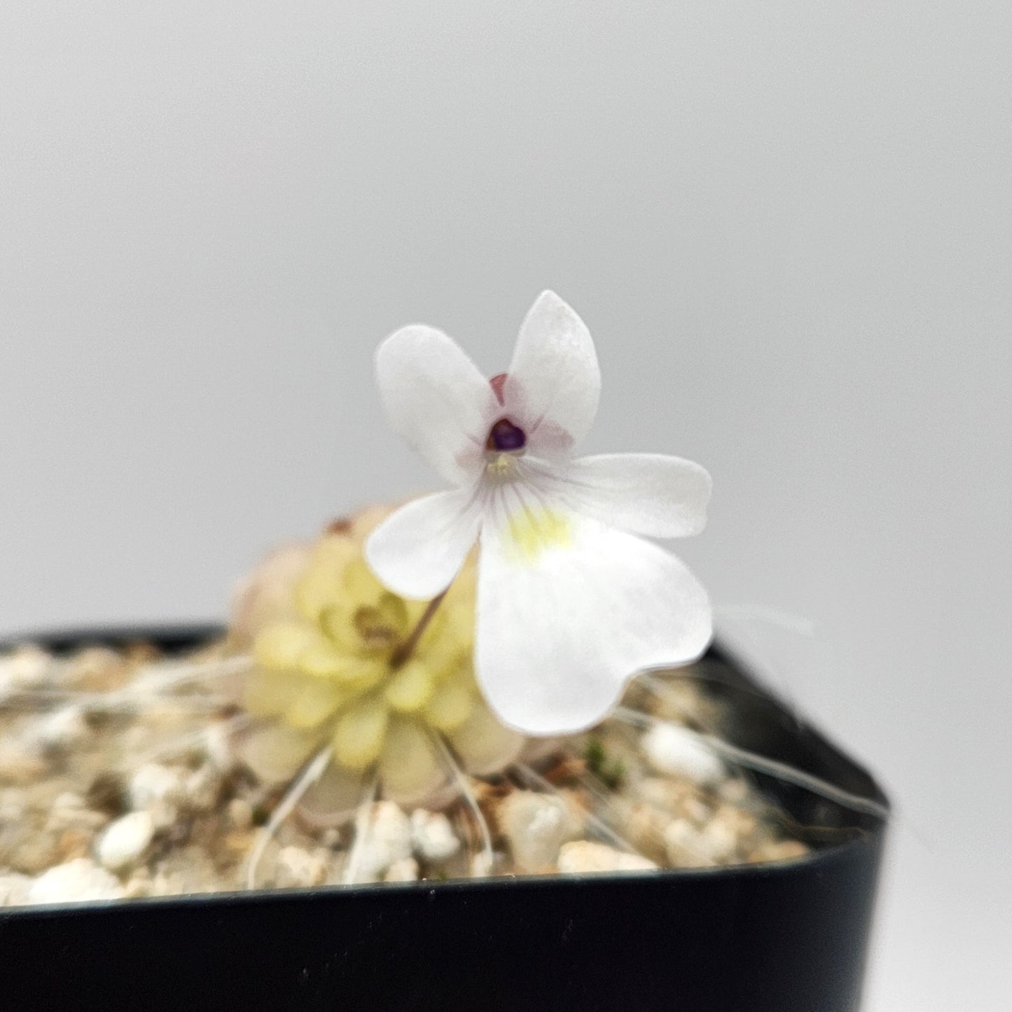 Pinguicula gracilis