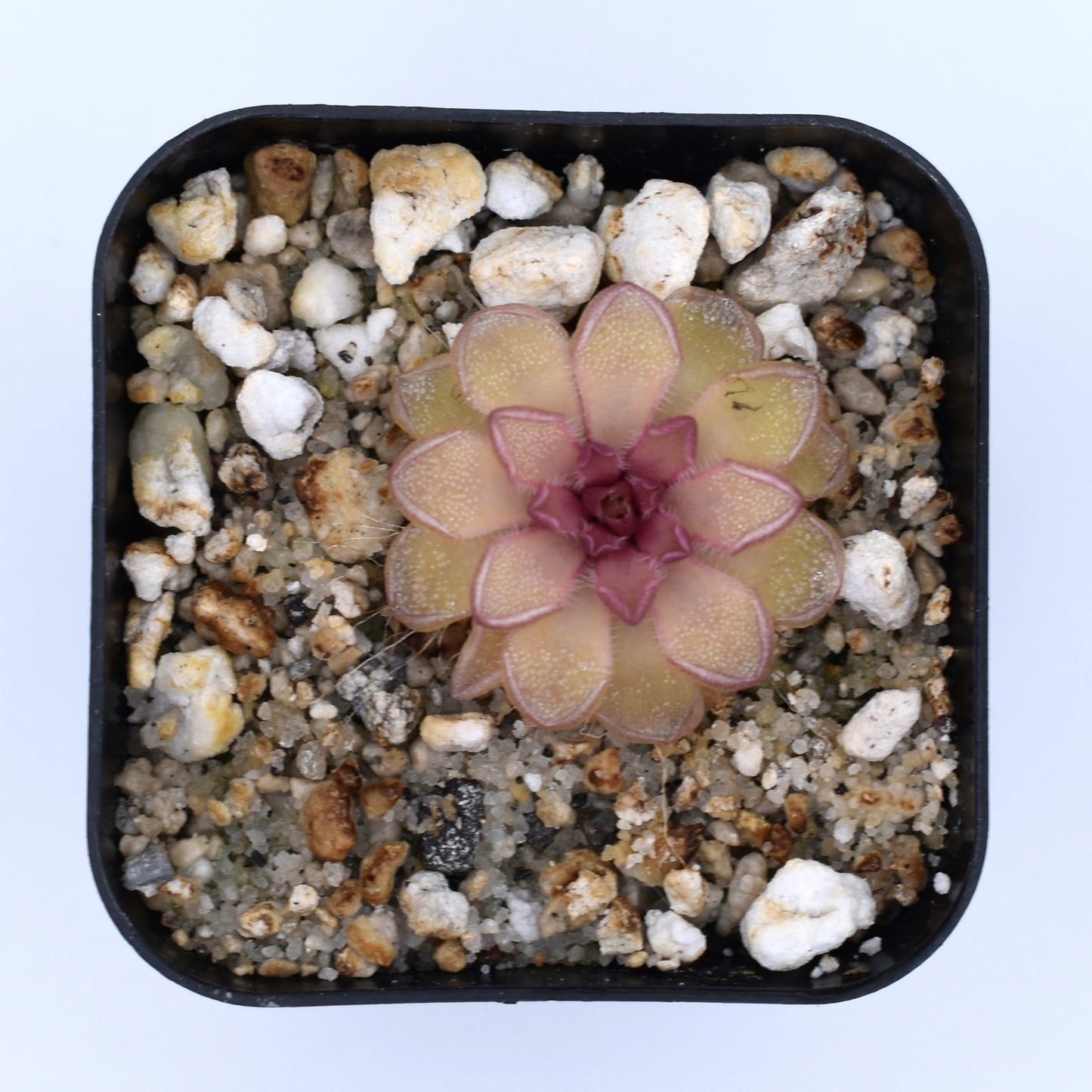 Pinguicula kondoi