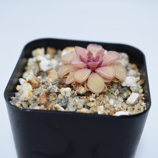 Pinguicula kondoi