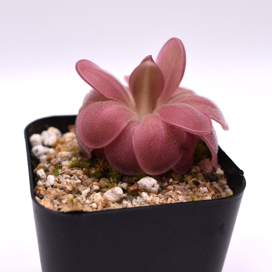 Pinguicula laueana