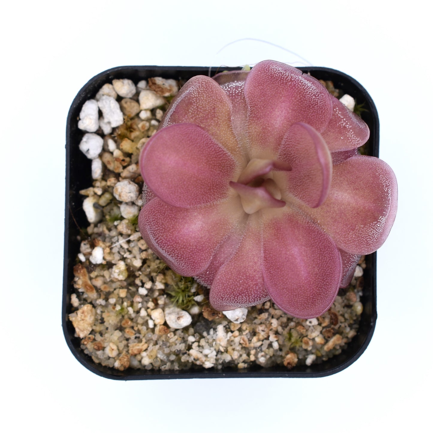 Pinguicula laueana