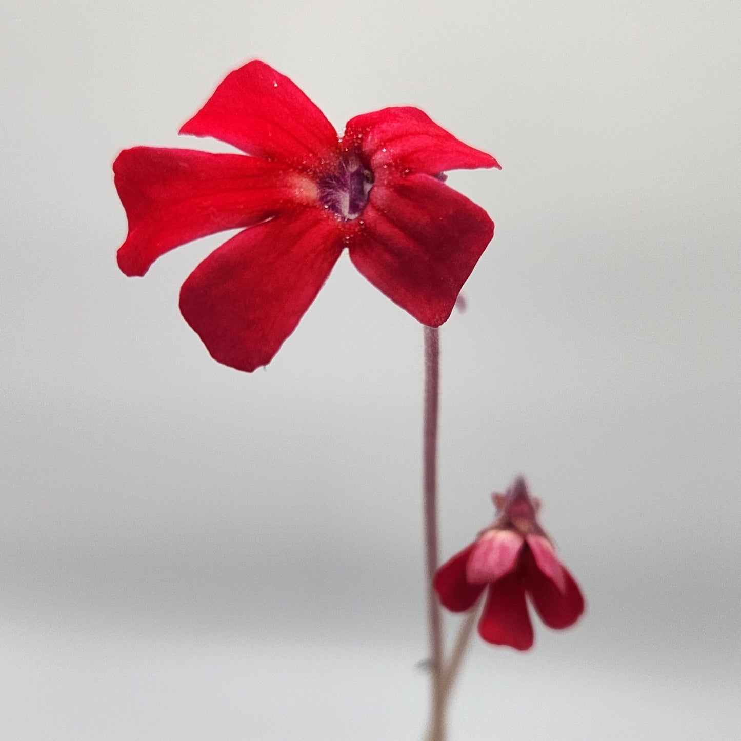 Pinguicula laueana