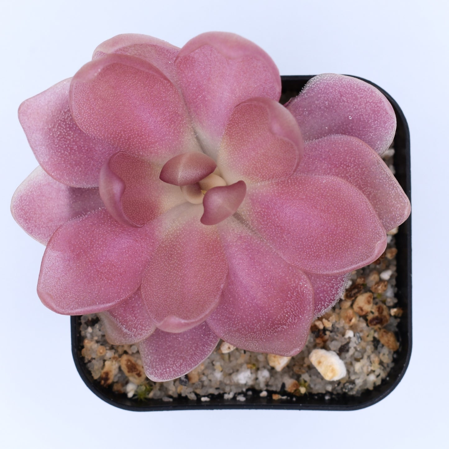 Pinguicula 'marciano'