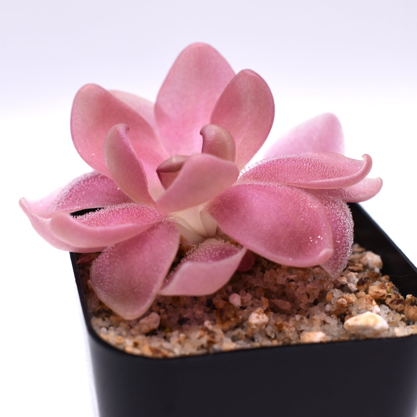 Pinguicula 'marciano'