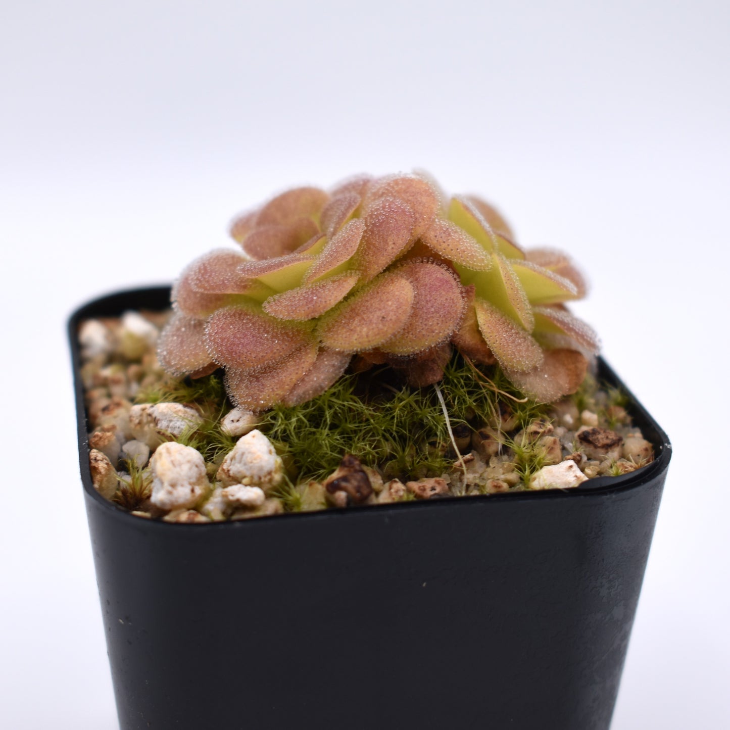 Pinguicula martinezii