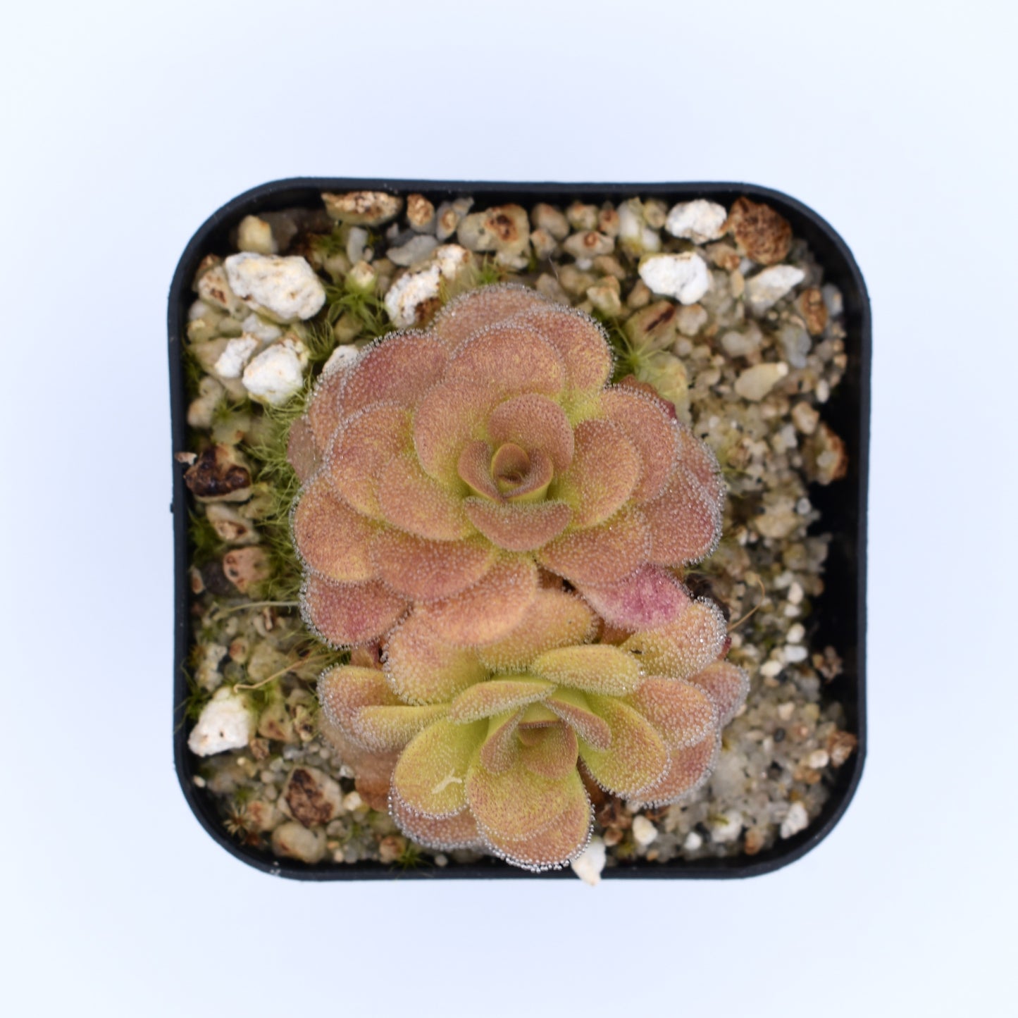 Pinguicula martinezii