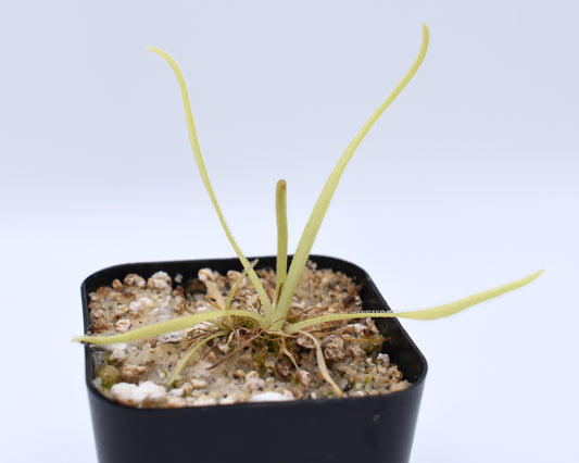 Pinguicula moctezumae