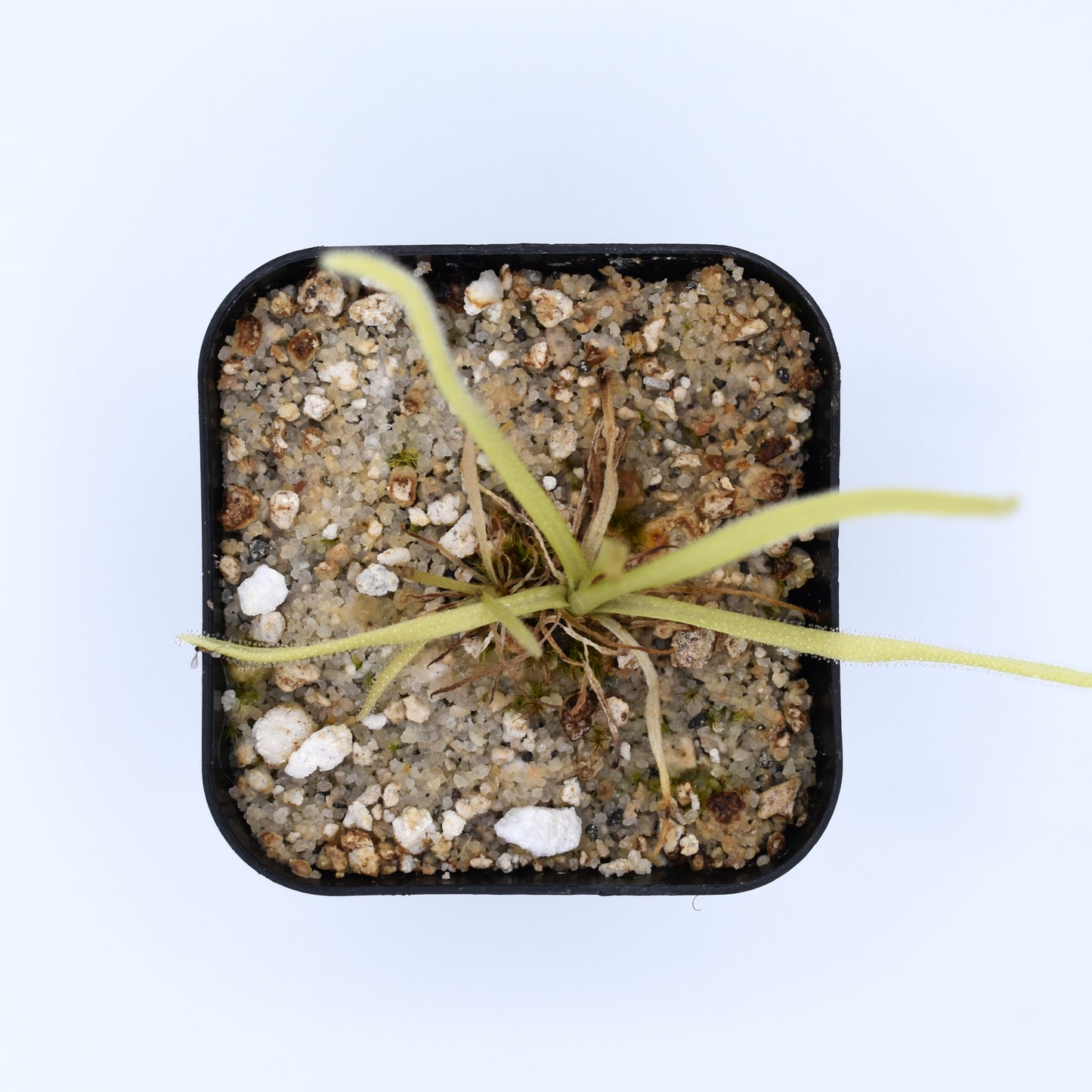 Pinguicula moctezumae