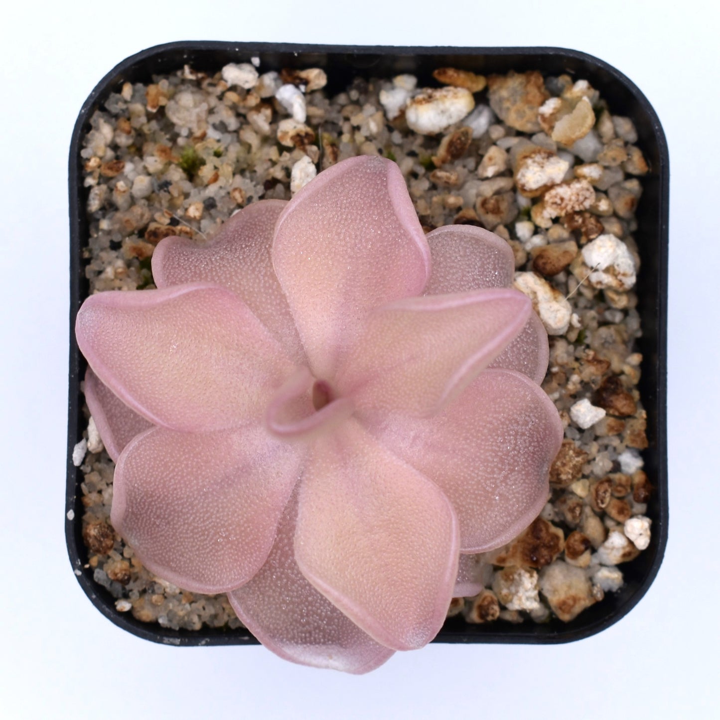 Pinguicula 'pirouette'