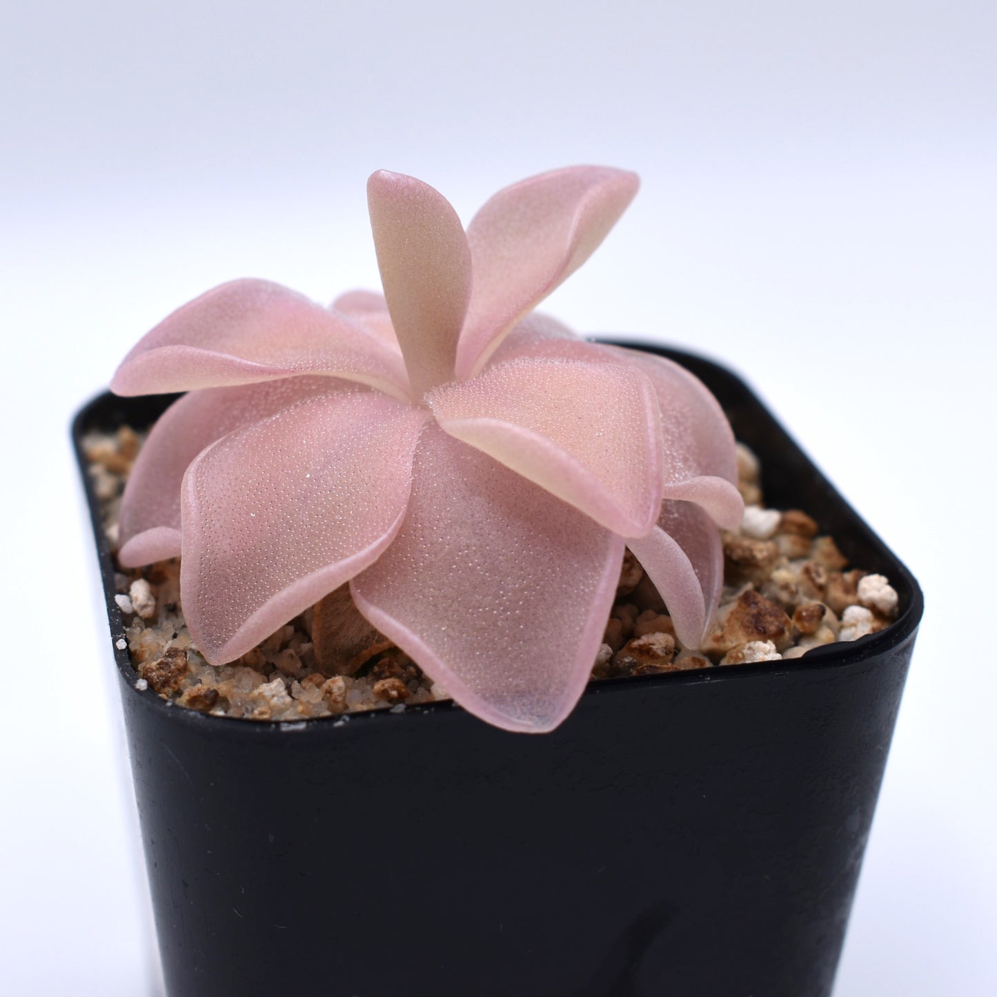 Pinguicula 'pirouette'