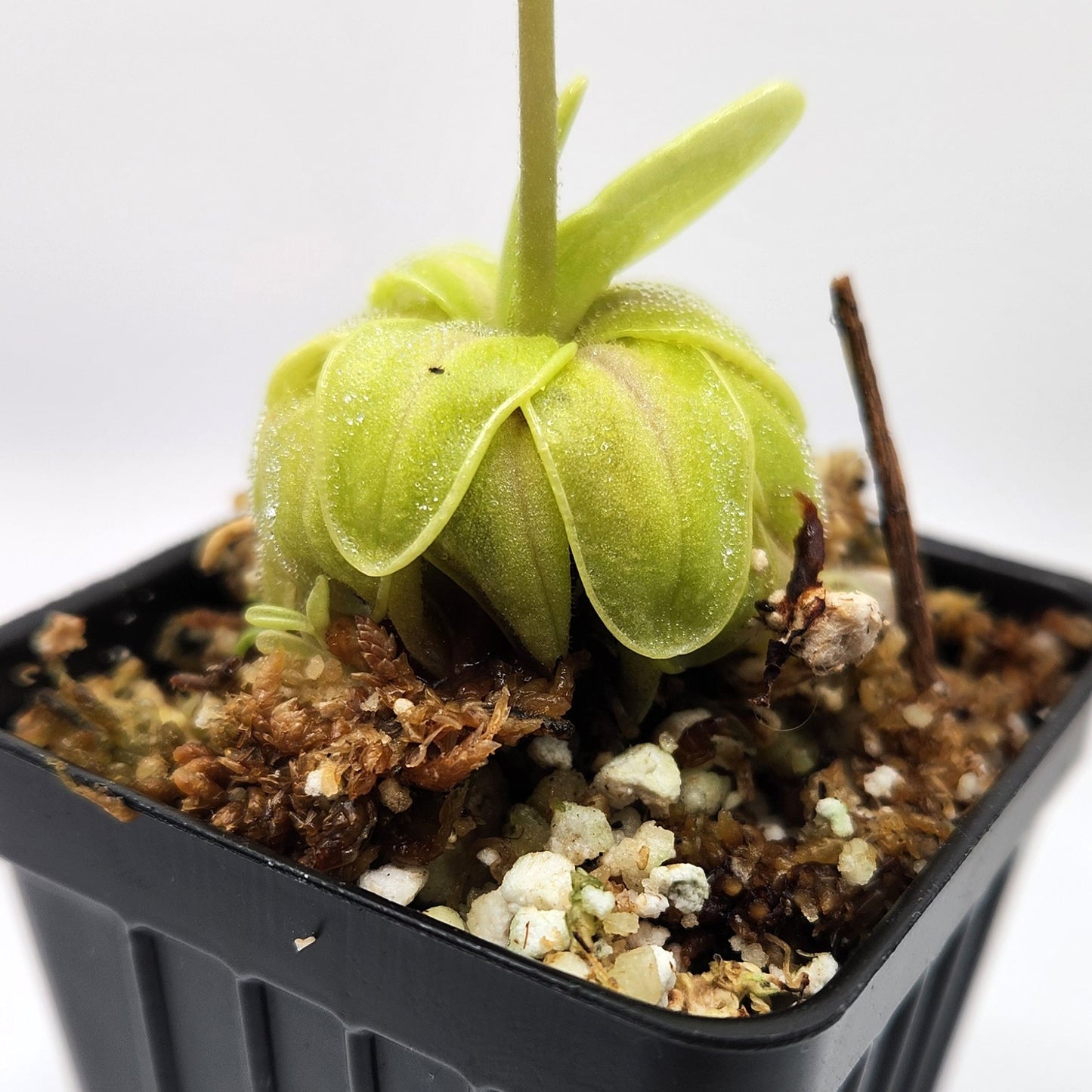 Pinguicula primuliflora