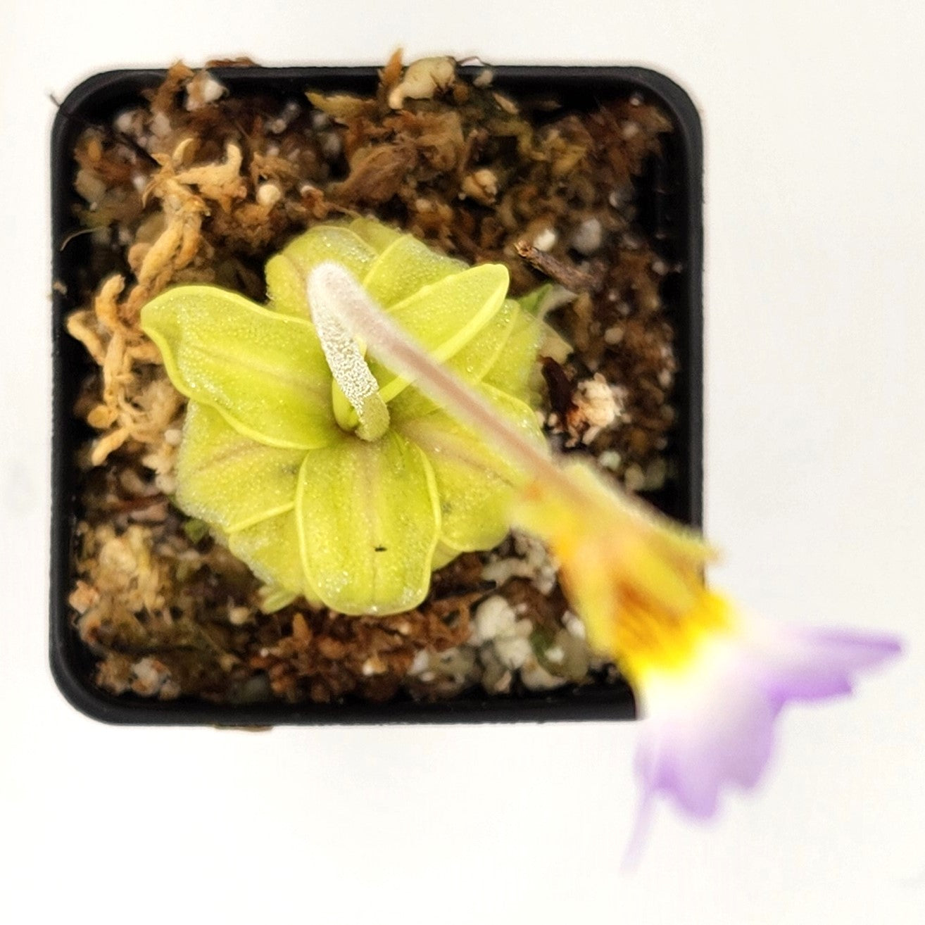 Pinguicula primuliflora