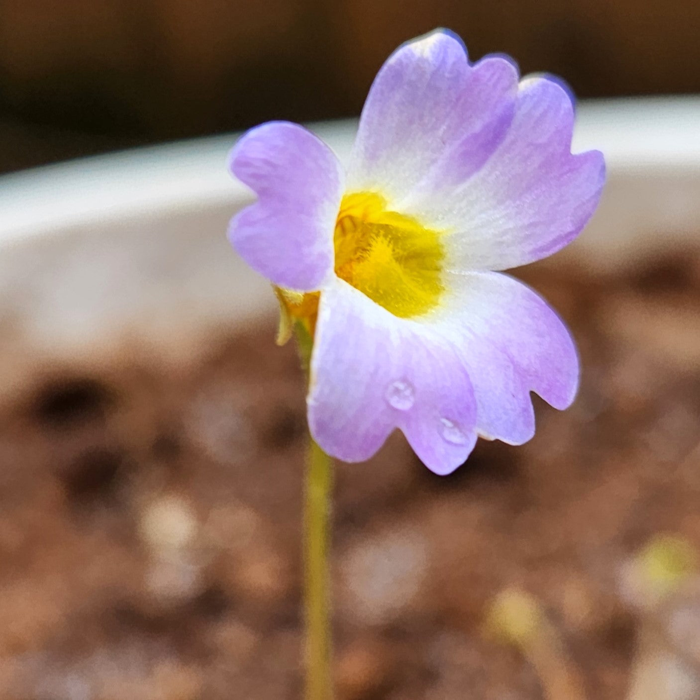 Pinguicula primuliflora