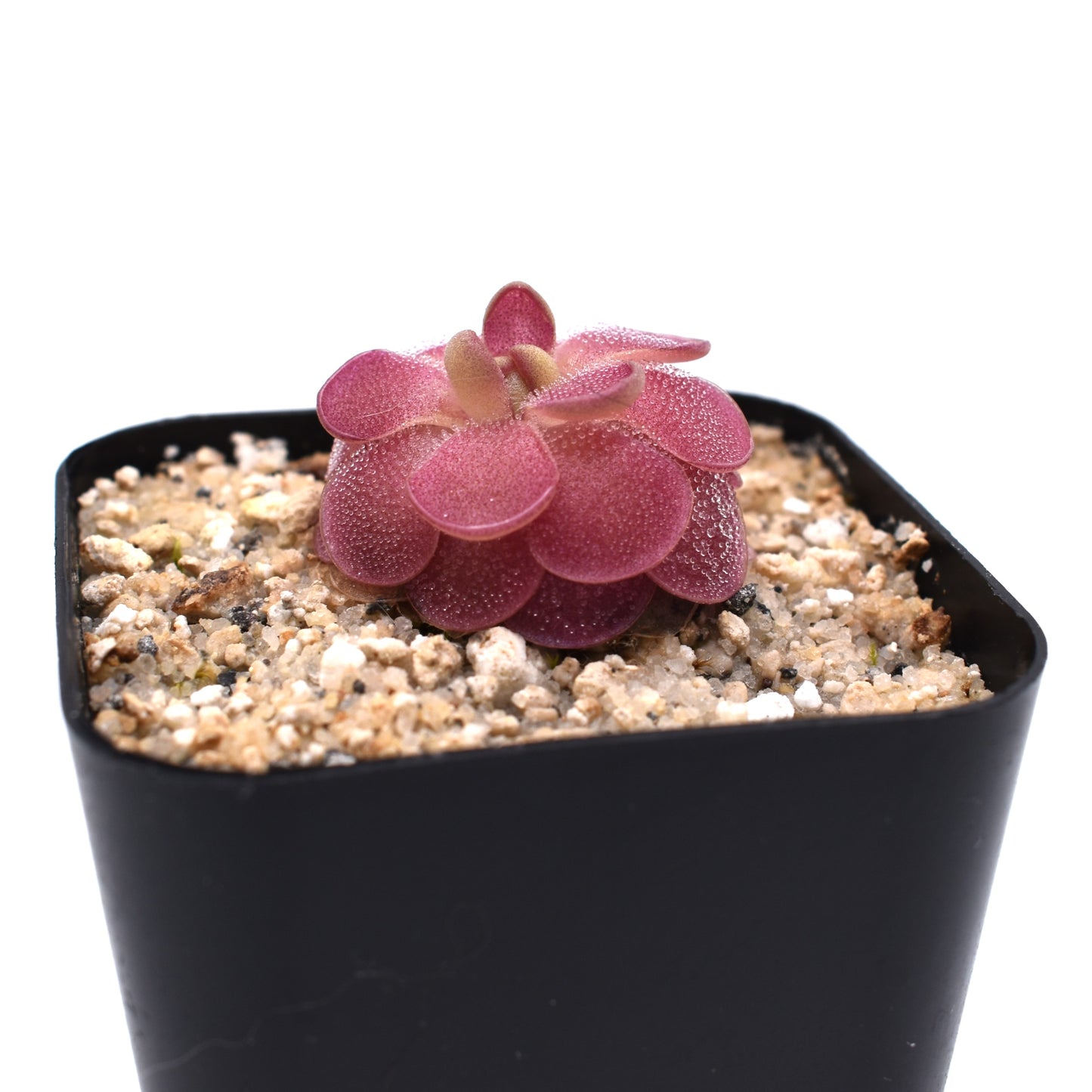 Pinguicula 'weser'